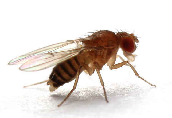 Drosophile